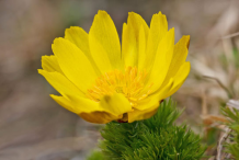 Closer-view-of-the-flower