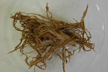 Dried--Pheasant's-Eye-herb