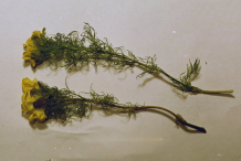 Dried-Pheasant's-Eye-plant