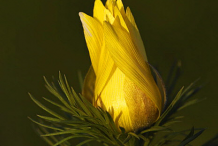 Flowering-buds-of-Adonis-vernalis