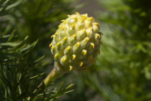 Fruit-of-Pheasant's-eye--plant