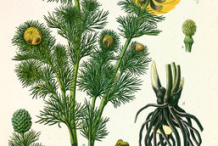 Illustration-of-Pheasant's-Eye-plant