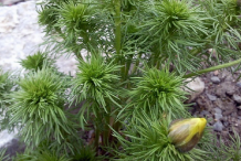 Leaves-of-Pheasant's-Eye