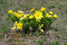 Pheasant's-Eye-Plant