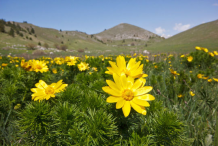 Pheasant's-Eye-flower-growing-wild