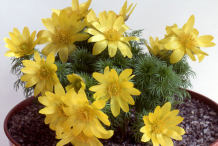 Pheasant's-Eye-plant-growing-in-pot