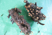 Pheasant's-eye-rhizome