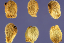 Seeds-of-Pheasant's-Eye-plant