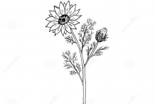 Sketch-of-Pheasant's-Eye-plant