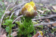 Small-Pheasant's-Eye-plant