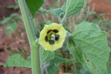 Close-up-flower-of-Physalis
