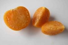 Half-cut-Physalis