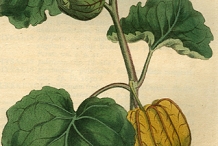 Illustration-of-Physalis