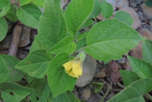 Leaves-of-Physalis