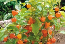 Physalis-in-the-plant