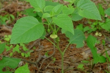Physalis-plant