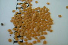 Seeds-of-Physalis