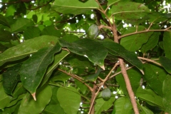 Pig-Canary-leaves