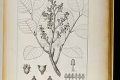 Plant-illustration-of-Pig-Canary