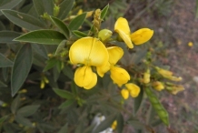 Close-up-flower-of-Pigeon-peas