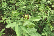 Leaves-and-buds-of-Pigeon-peas