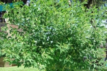 Pigeon-peas-plant