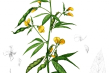 Plant-illustration-of-Pigeon-peas