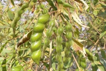 Pods-of-Pigeon-peas