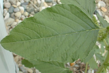 Leaf-of-Pigweed