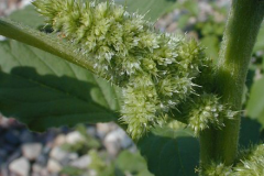 Flower-of-Pigweed