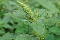 Immature-fruits-of-Pigweed
