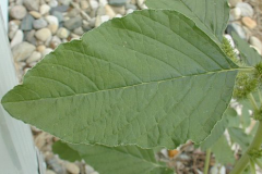 Leaf-of-Pigweed