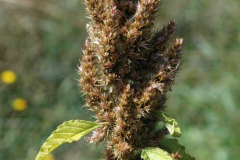Mature-fruits-of-Pigweed