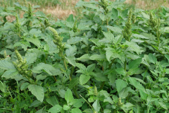 Pigweed-plant-growing-wild