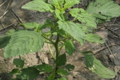 Pigweed-plant
