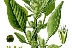 Plant-illustration-of-Pigweed