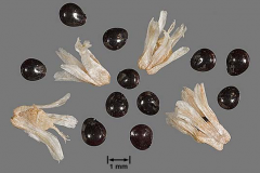 Seeds-of-Pigweed