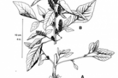 Sketch-of-Pigweed