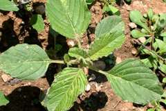 Small-Pigweed-plant