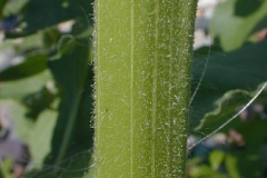 Stem-of-Pigweed