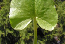 Dorsal-view-of-Pilewort-leaf