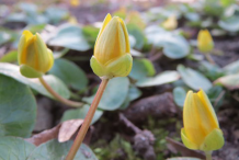 Pilewort-Buds