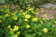 Pilewort-Bushes