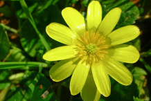 Pilewort-Flower