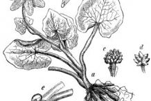 Pilewort-Sketch