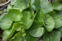 Pilewort-leaves