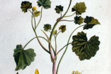 Pilewort-plant-Illustration