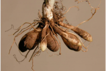 Root-tubers-of-Pilewort-plant