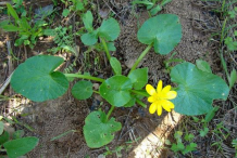 Small-Pilewort-plant
