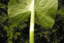 Ventral-view-of-Pilewort-leaf